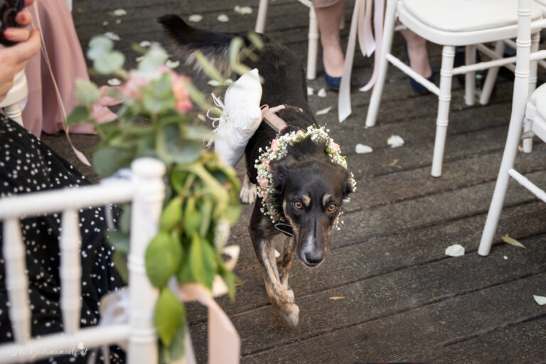 Hochzeitsfotograf Mödling, Baden bei Wien & Umgebung Als erfahrener Hochzeitsfotograf in Mödling, Baden bei Wien und Umgebung fange ich die schönsten Momente Ihres großen Tages in authentischen, emotionalen Bildern ein. Mit viel Liebe zum Detail und einem sicheren Auge für besondere Augenblicke, halte ich die unvergesslichen Erinnerungen an Ihre Hochzeit fest – ganz nach Ihren Wünschen und mit viel Herz. Vertrauen Sie auf meine jahrelange Erfahrung und lassen Sie sich von meinen Hochzeitsfotos verzaubern! Hochzeitsfotograf Wiener Neustadt, Hochzeitsfotograf Baden bei Wien, Hochzeitsfotograf Wien, Kursalon Mödling