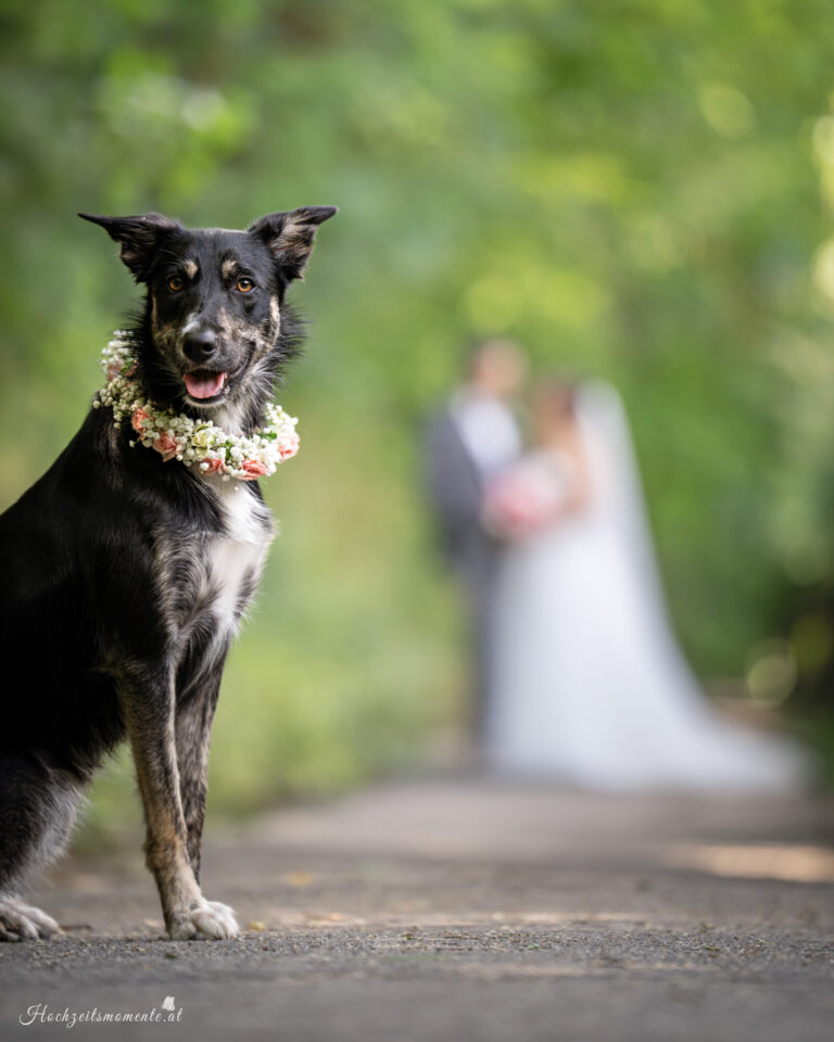 Hochzeitsfotograf Wiener Neustadt, Hochzeitsfotograf Baden bei Wien, Hochzeitsfotograf Wien, Kursalon Mödling