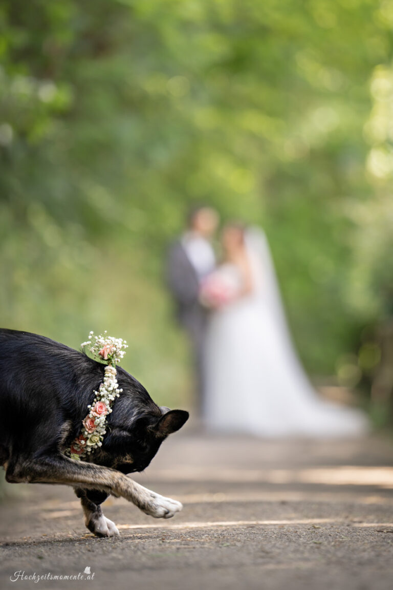 Hochzeitsfotograf Wiener Neustadt, Hochzeitsfotograf Baden bei Wien, Hochzeitsfotograf Wien, Kursalon Mödling