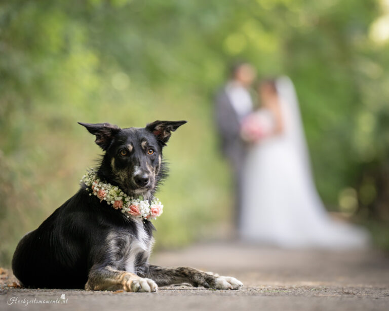 Hochzeitsfotograf Wiener Neustadt, Hochzeitsfotograf Baden bei Wien, Hochzeitsfotograf Wien, Kursalon Mödling