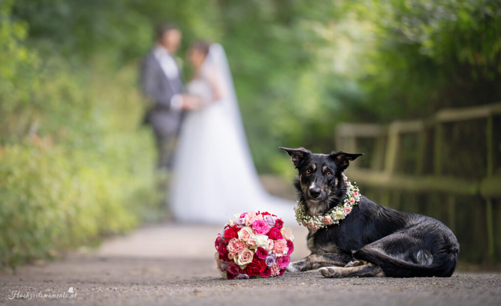 Hochzeitsfotograf Wiener Neustadt, Hochzeitsfotograf Baden bei Wien, Hochzeitsfotograf Wien,